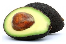 Fresh ova cado uganda 